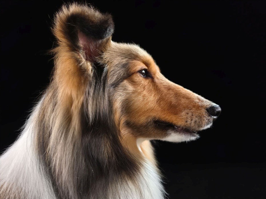 Galaxy S26 Ultra 200 Mpx foto